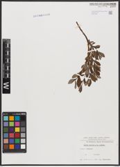 Foto von Salix aurita L. x Salix repens L.